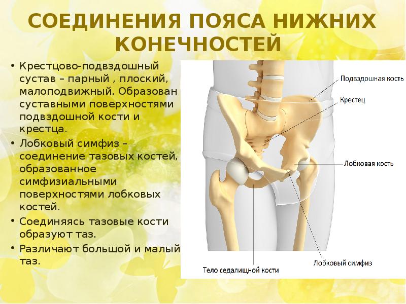 Крестцово подвздошное сочленение картинки