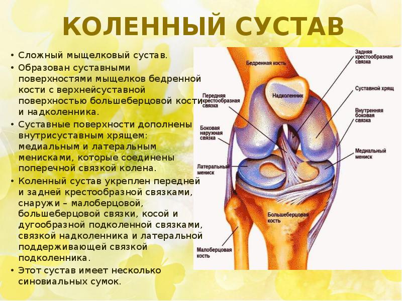 Мыщелки коленного сустава. Коленный сустав мыщелковый. Суставные поверхности мыщелков бедра. Медиальный и латеральный мыщелки. Латеральный мыщелок коленного сустава.