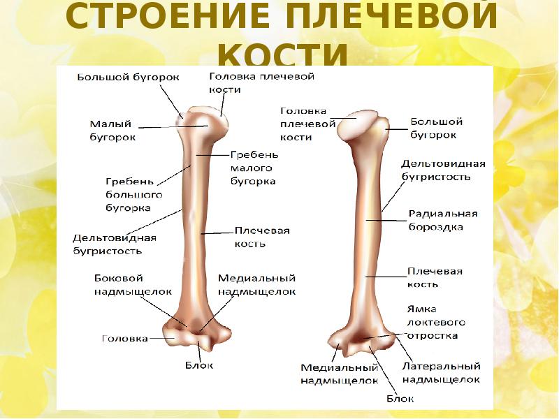 Плечевая кость строение фото