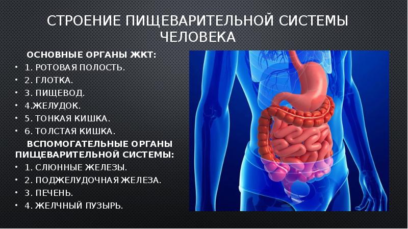 Пищеварительная система презентация