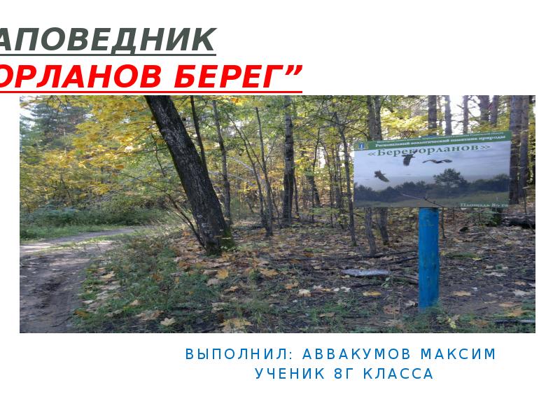 Берег орланов