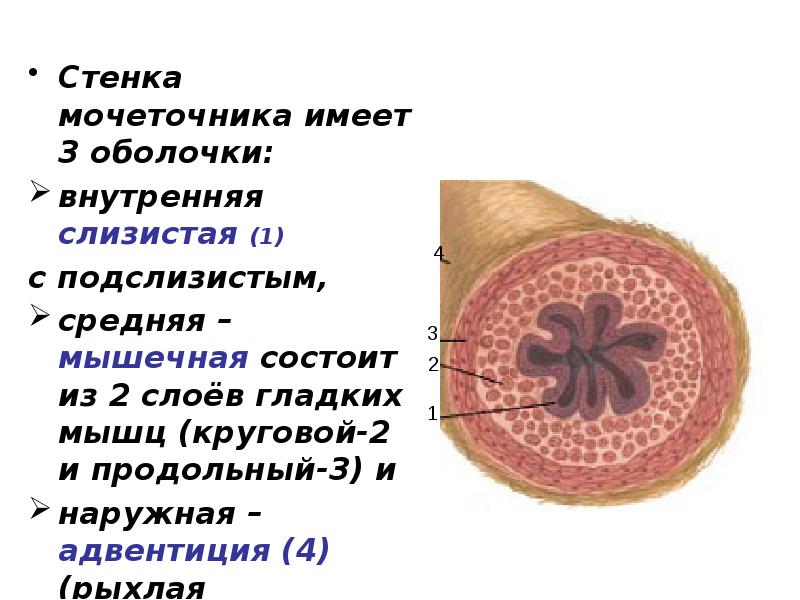 Адвентиция это