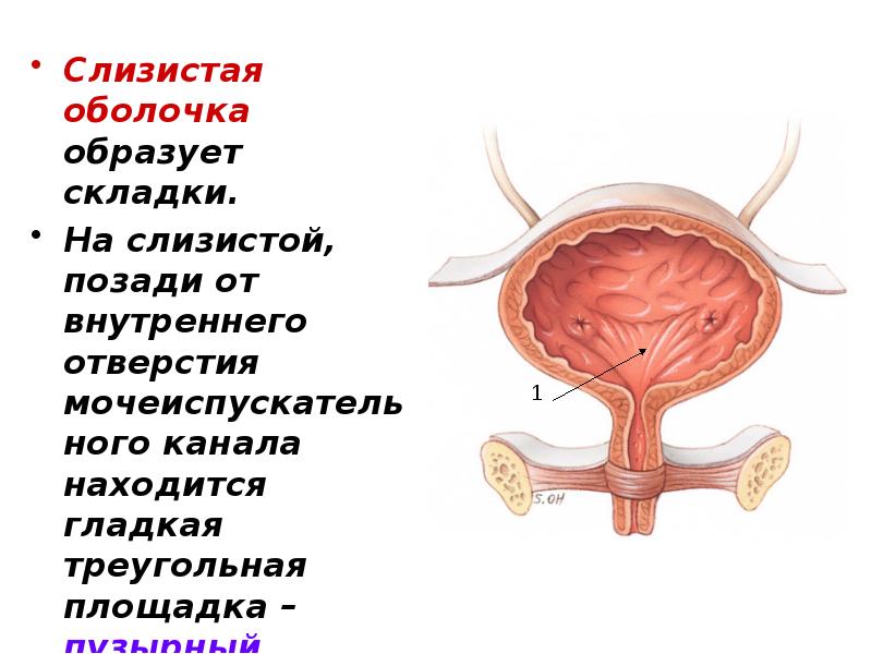 Где находится уретра у женщин анатомия фото