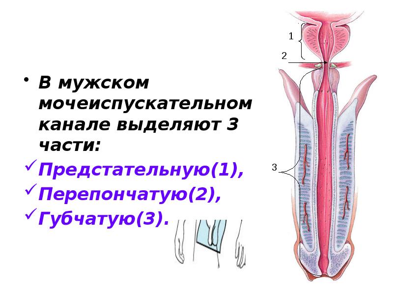 Схема мужского мочеиспускательного канала