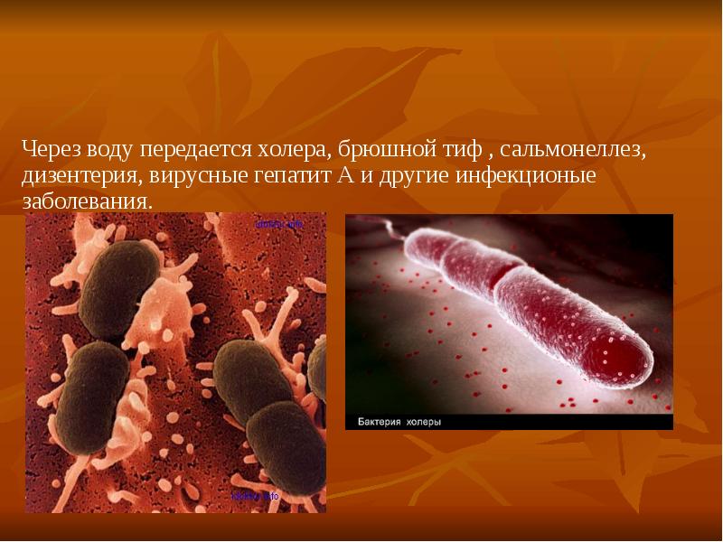 холера брюшной тиф. сальмонелла брюшного тифа. брюшной тиф пути заражения. бактериальные заболевания, передающиеся через воду. холера брюшной тиф.