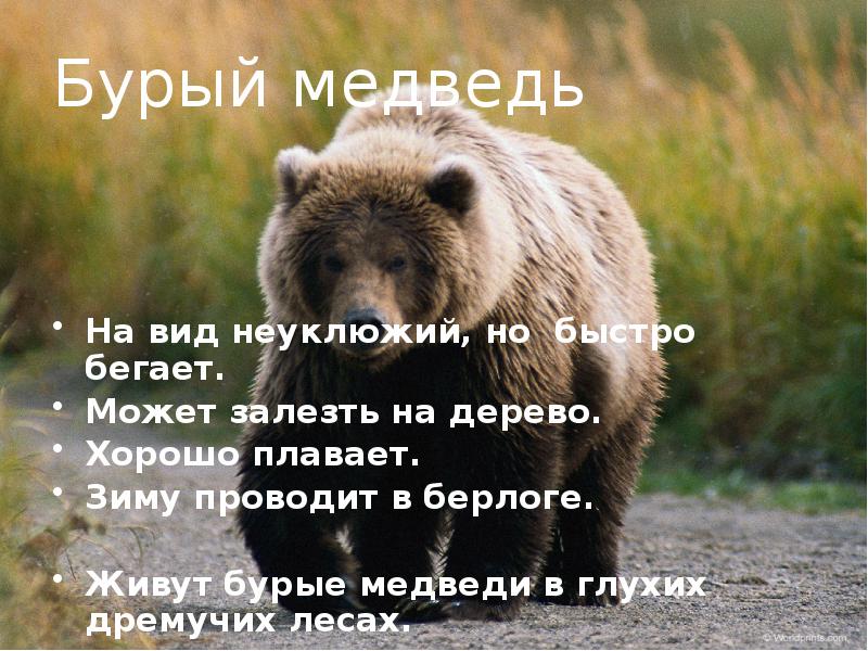 Крупному сильному. Бурый медведь на вид неуклюжий. Неуклюжий медведь человек. Неуклюжий Медвежонок жил в берлоге. Медведь неуклюж словосочетание.