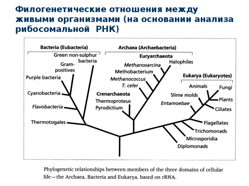 Примеры переходных форм и филогенетических рядов