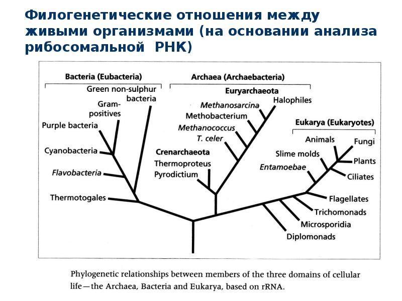 Филогенетические доказательства эволюции примеры. Филогенетическое Древо бактерий. Филогенетическое дерево бактерий. Филогенетическое Древо глобиновых генов. Филогенетическое Древо Metazoa.