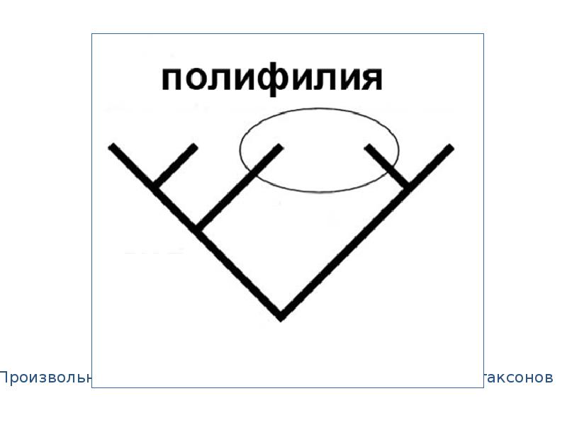 Схема полифилии вейденрейха