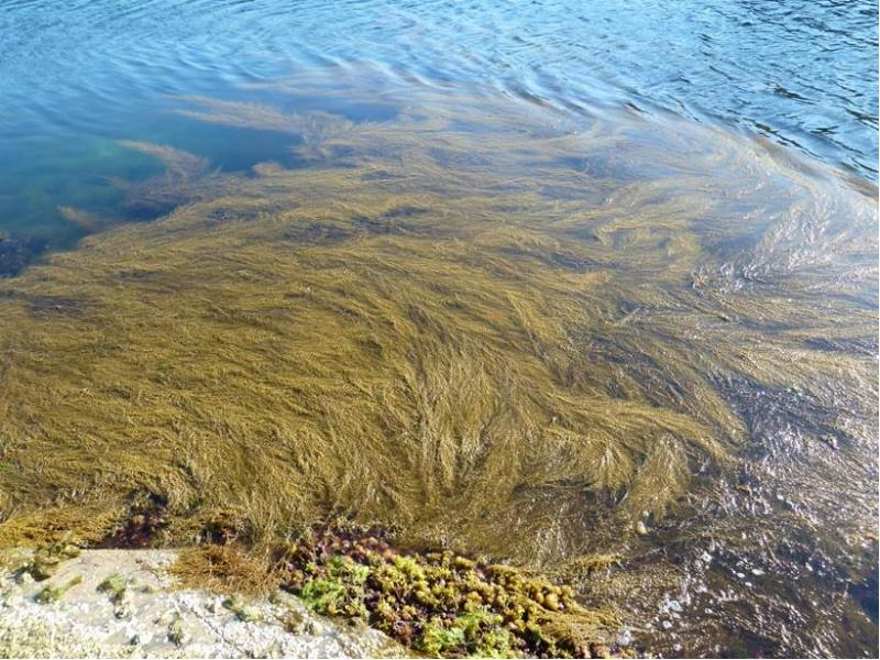 Водоросли саргассы фото