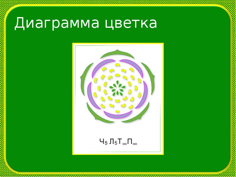 Диаграмма яблока. Диаграмма цветка розоцветных растений. Семейство Розоцветные диаграмма цветка. Семейство Розоцветные диаграмммацветка. Формула и диаграмма цветка розоцветных.