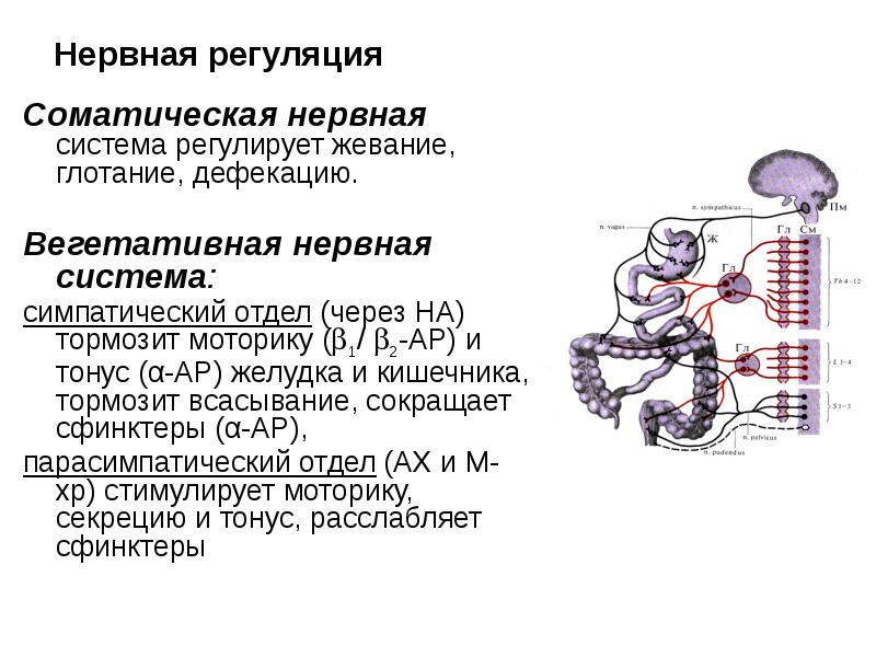 Подконтрольность сознанию соматической. Подконтрольность сознанию соматической
