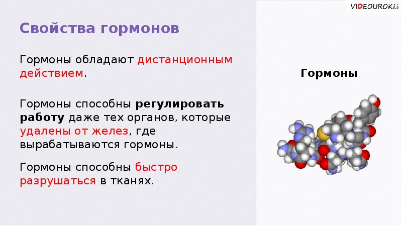 Гормоны проект 9 класс