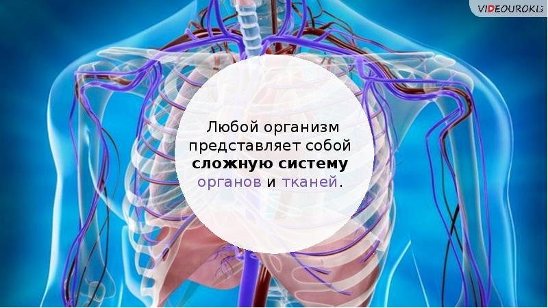 Любой организм. Представленный организм. Что представляют собой организмы. Выдать любой организм.