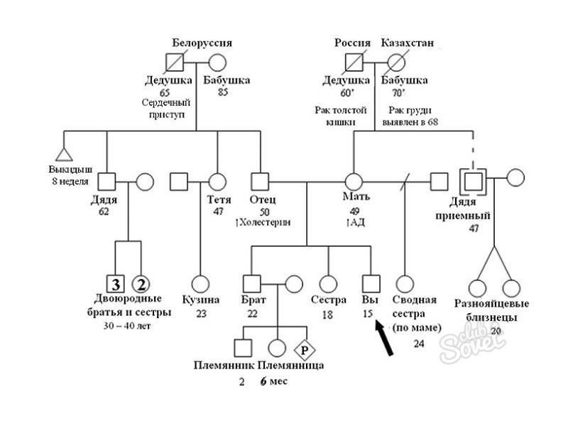 Родословная генетика образец в 4 поколениях