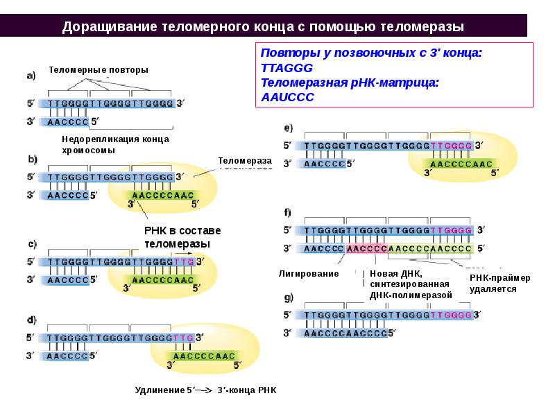 5 3 концы рнк и днк. Теломераза механизм репликации концов линейных хромосом. РНК теломераза. Теломерные повторы. Репликация ДНК.