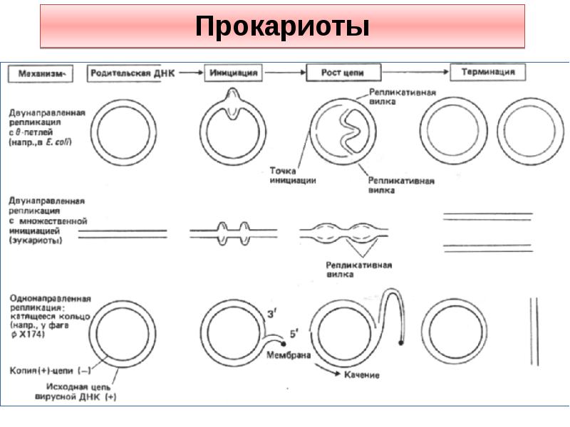 Репликация у прокариот. Репликация ДНК У прокариот схема. Репликация ДНК У прокариот. Схема репликации у бактерий. Схема репликации у прокариот.