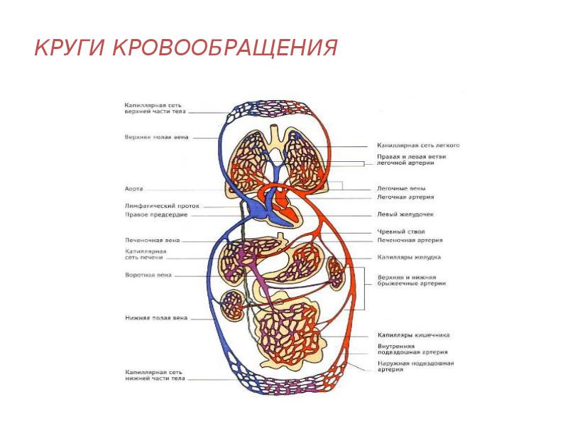 Презентация круги кровообращения презентация 8 класс