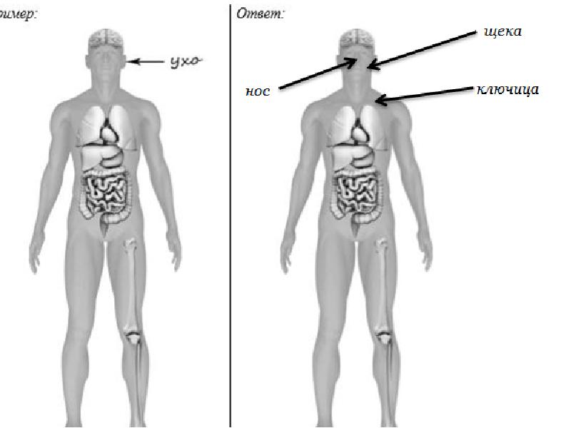 Рассмотри изображение человека покажи стрелками и подпиши печень икру и подбородок человека