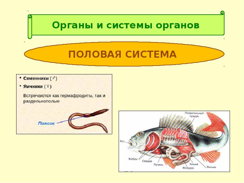 Какой системе органов рыб относится плавательный пузырь. Эволюция систем органов животных 9 класс презентация Пименов. Хрящевые рыбы половая система раздельнополые или гермафродиты.