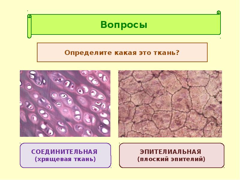 Клетки эпителиальной ткани виды. Ткань 1)  соединительная 2)  эпителиальная. Соединительная ткани хрящевая биология. Эпителиальная ткань и соединительная ткань. Ткани эпителиальная соеди.
