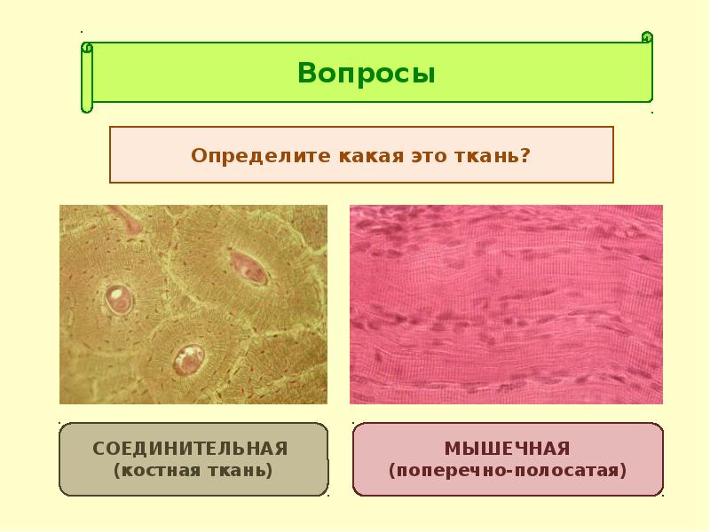 Презентации пименов биология