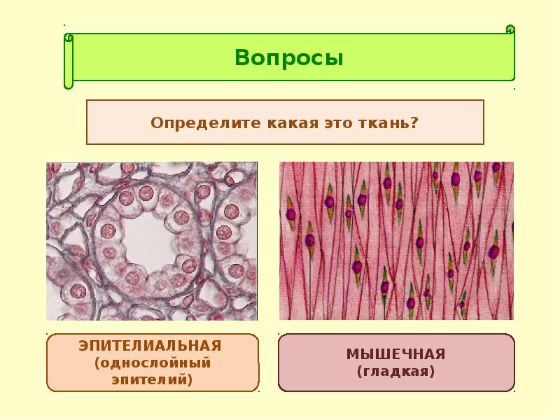 Какую функцию выполняет эпителиальная. Эпителиальная ткань растений. Строение эпителиальной ткани. Эпителиальная ткань мышечная ткань. Эпителиальная и соединительная ткань.