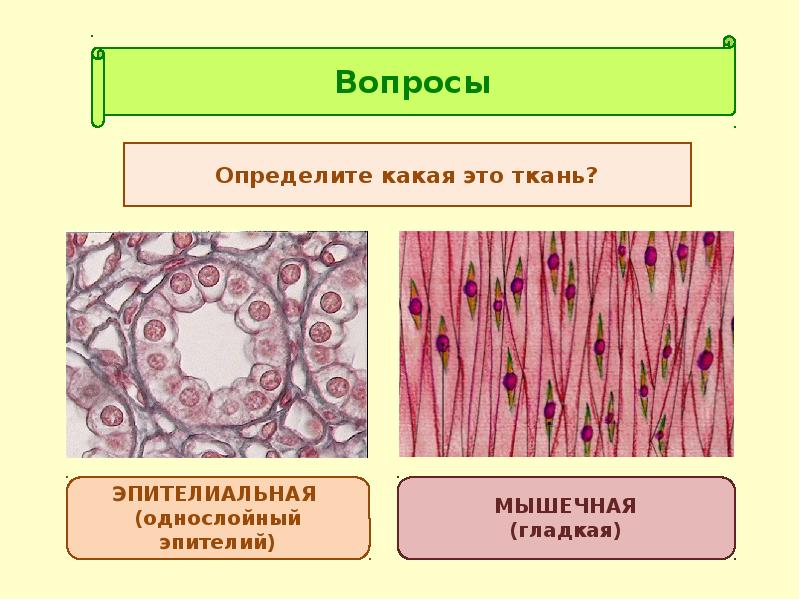 Какую функцию выполняет эпителиальная