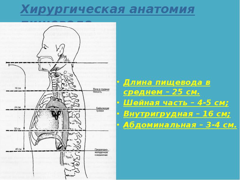 Пищевод анатомия рисунок человека строение