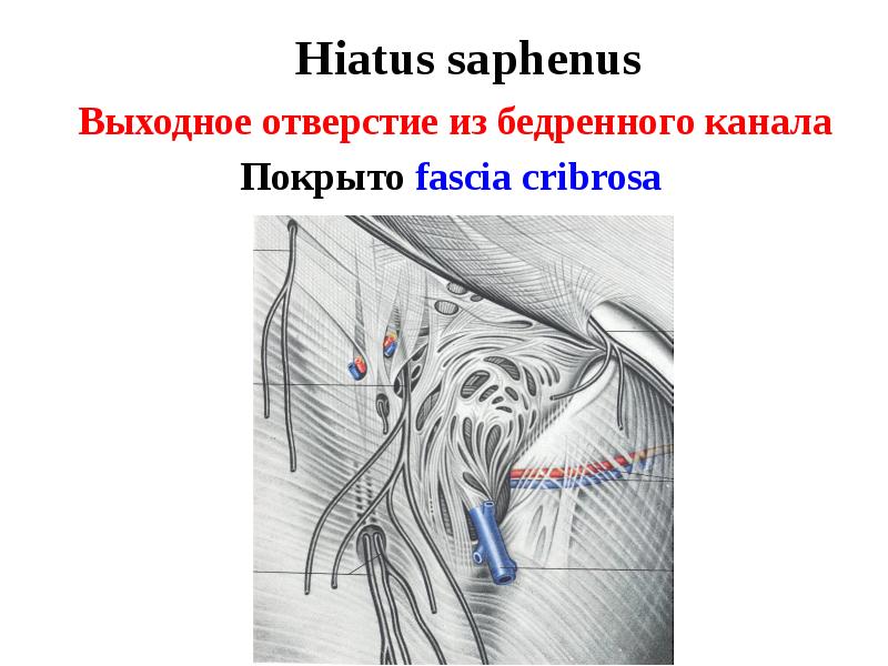 Бедренные грыжи топографическая анатомия презентация