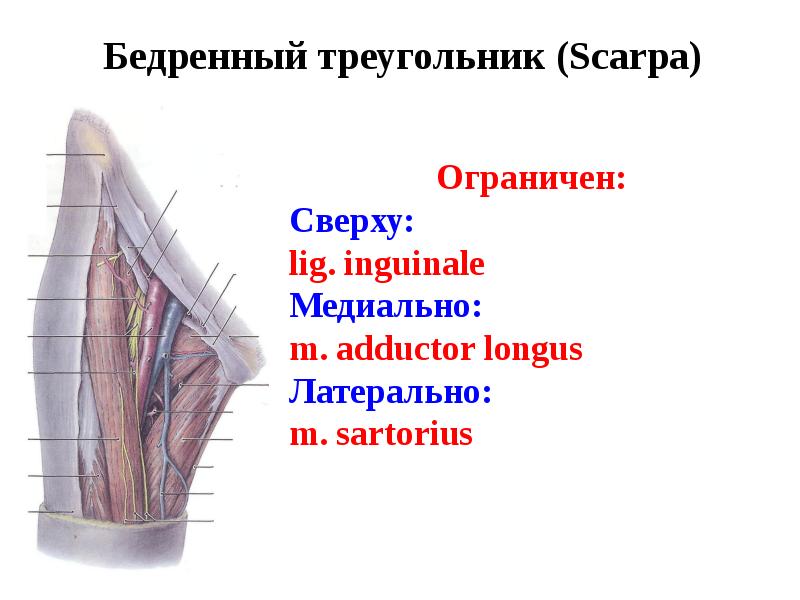 Бедренный (скарповский) треугольник (trigonum femorale)