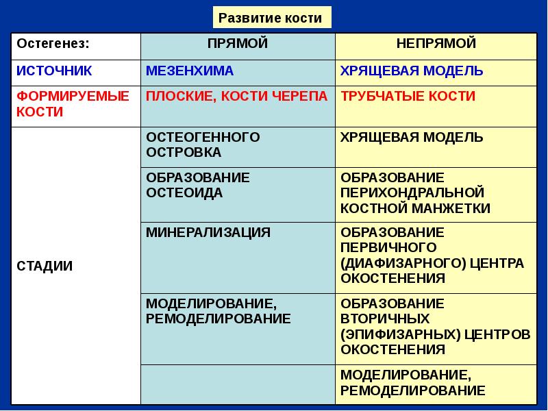 Стадии костей. Стадии развития кости. Развитие костей. Прямой и непрямой остеогенез стадии. Этапы формирования костей.