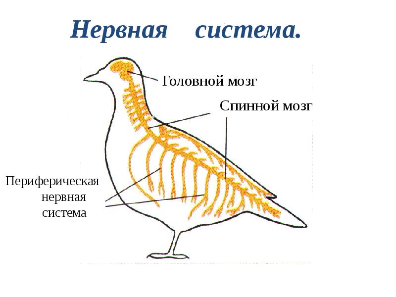 Класс птицы нервная. Нервная система птиц. Внутреннее строение птиц. Внутреннее строение птицы схема. Класс птицы внутреннее строение.