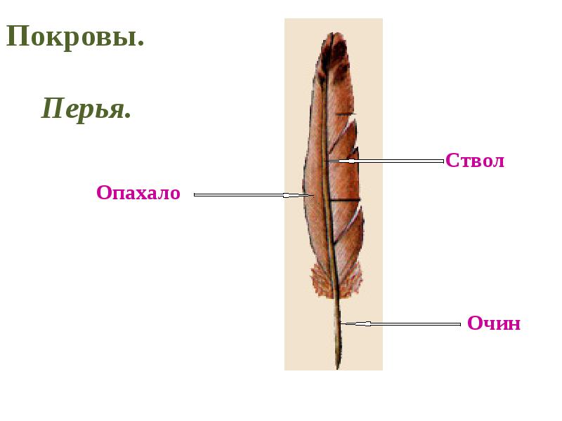 перья птиц. строение пера птицы. строение птичьего пера. перо состоит из. пуховые перья птиц строение.