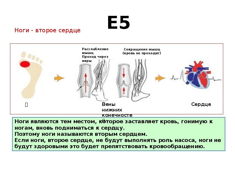 Второе сердце. Ноги это второе сердце. Икры второе сердце. Икры ног и сердце.