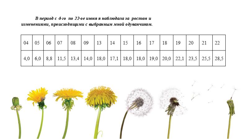Схема роста одуванчика в картинках