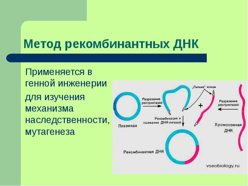 Этапы генной инженерии схема