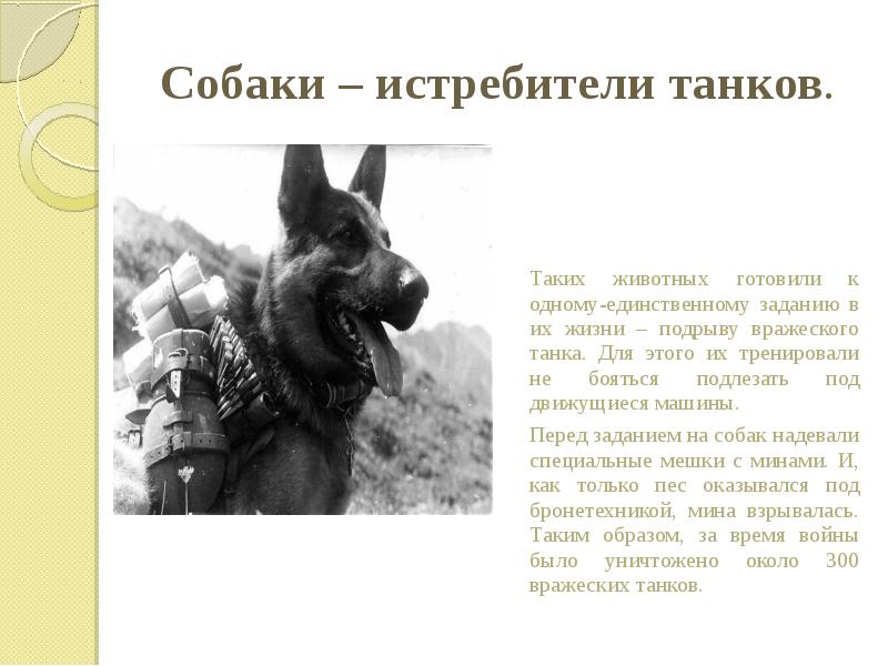 Собаки – истребители танков.