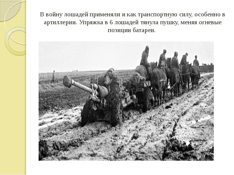 В войну лошадей применяли и как транспортную силу, особенно в артиллерии.