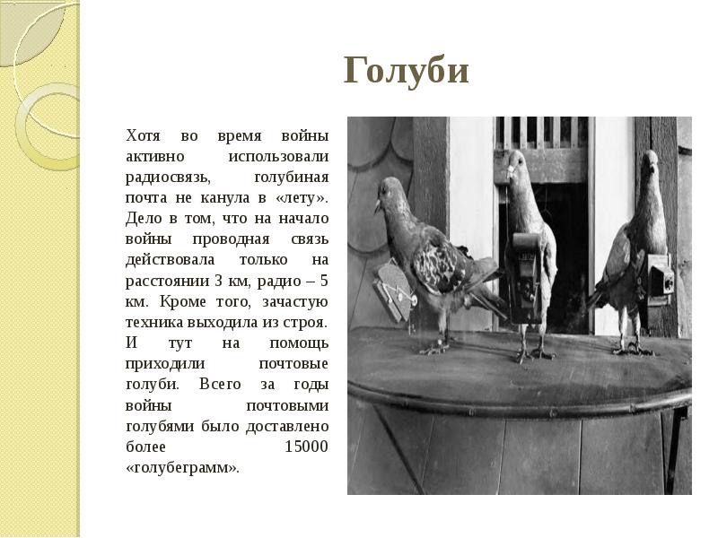 Голуби Хотя во время войны активно использовали радиосвязь, голубиная почта не