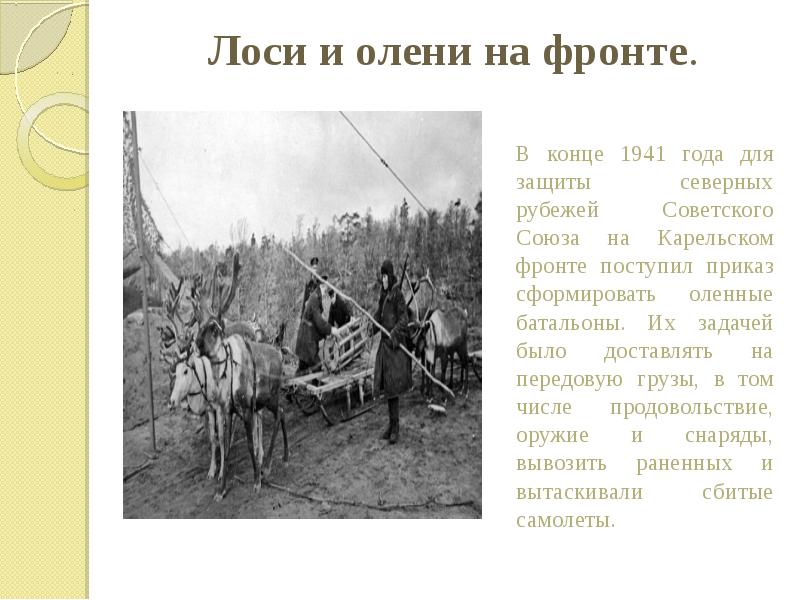 Лоси и олени на фронте.