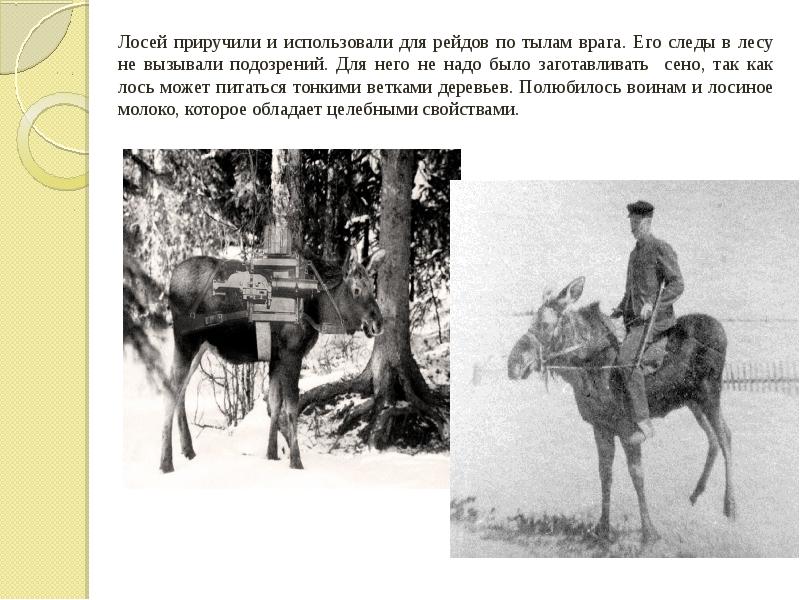 Лосей приручили и использовали для рейдов по тылам врага. Его следы