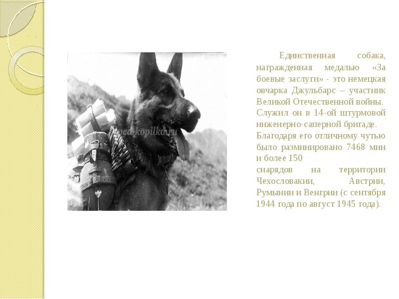 Единственная собака, награжденная медалью «За боевые заслуги» - это немецкая овчарка