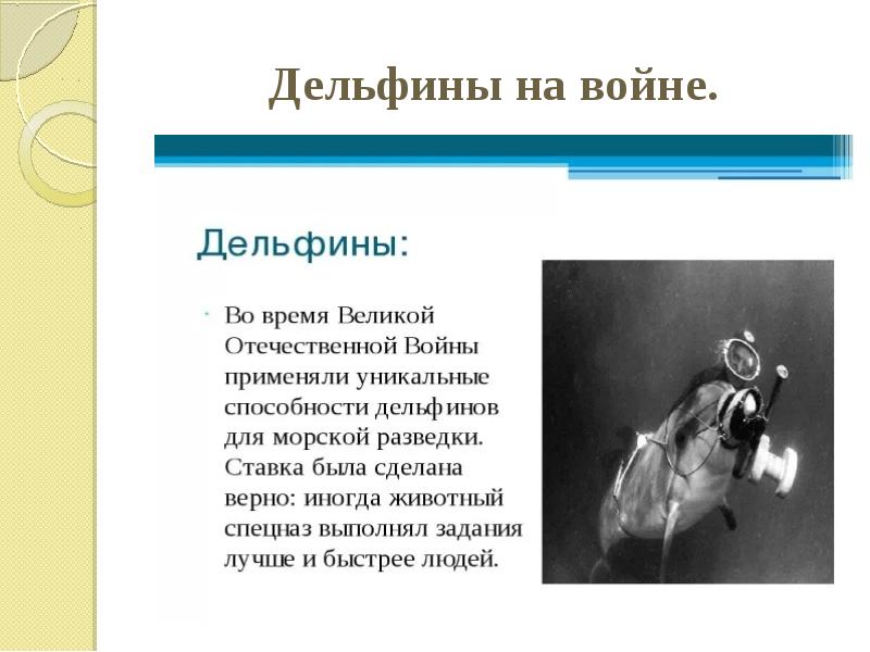 Дельфины на войне.