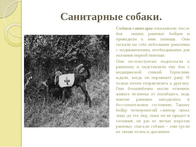 Санитарные собаки.