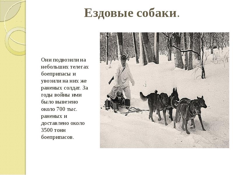 Ездовые собаки.  Они подвозили на небольших телегах боеприпасы и увозили