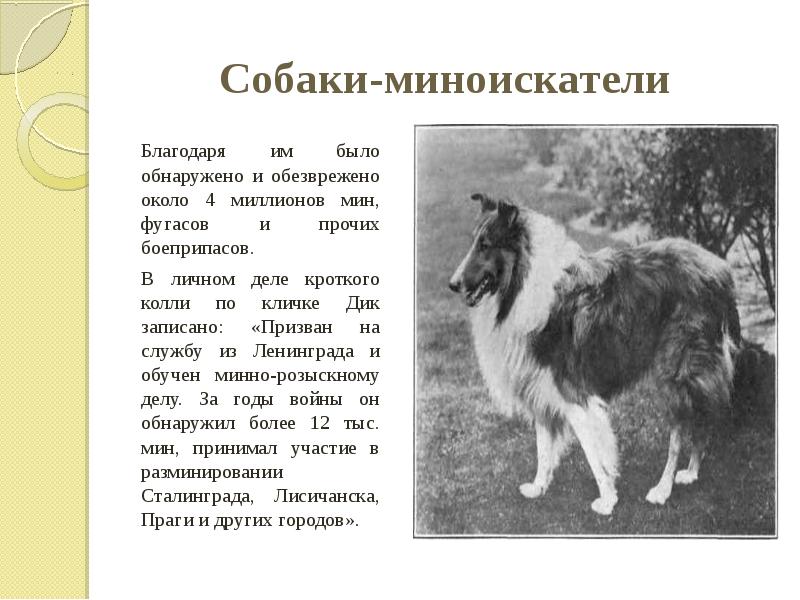 Собаки-миноискатели&nbsp; Благодаря им было обнаружено и обезврежено около 4 миллионов мин,