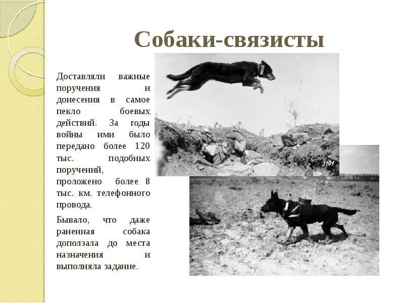 Собаки-связисты Доставляли важные поручения и донесения в самое пекло боевых действий.