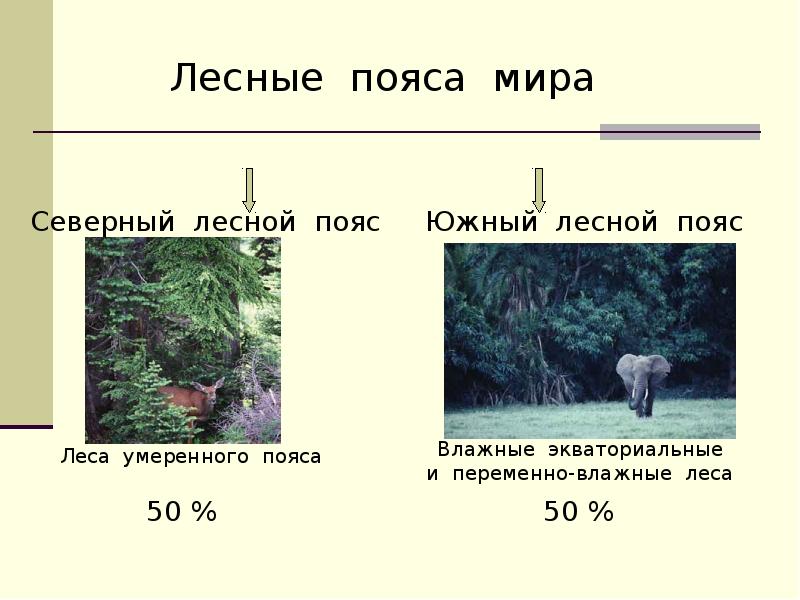 Лесной пояс россии. Лесные пояса. Северный Лесной пояс.