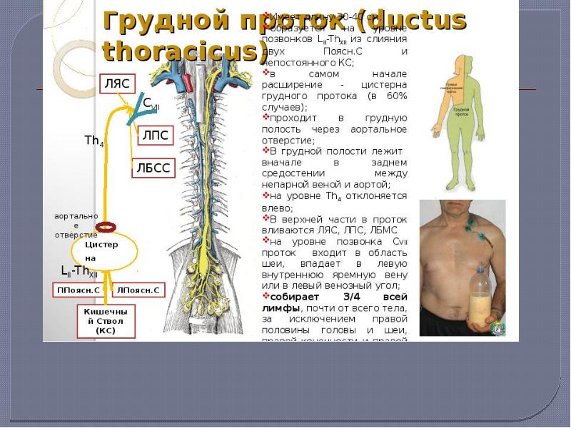 Грудной проток. Грудной проток (Ductus thoracicus). Грудной (лимфатический) проток в области шеи. Грудной лимфатический проток формируется на уровне. Схема грудного протока.